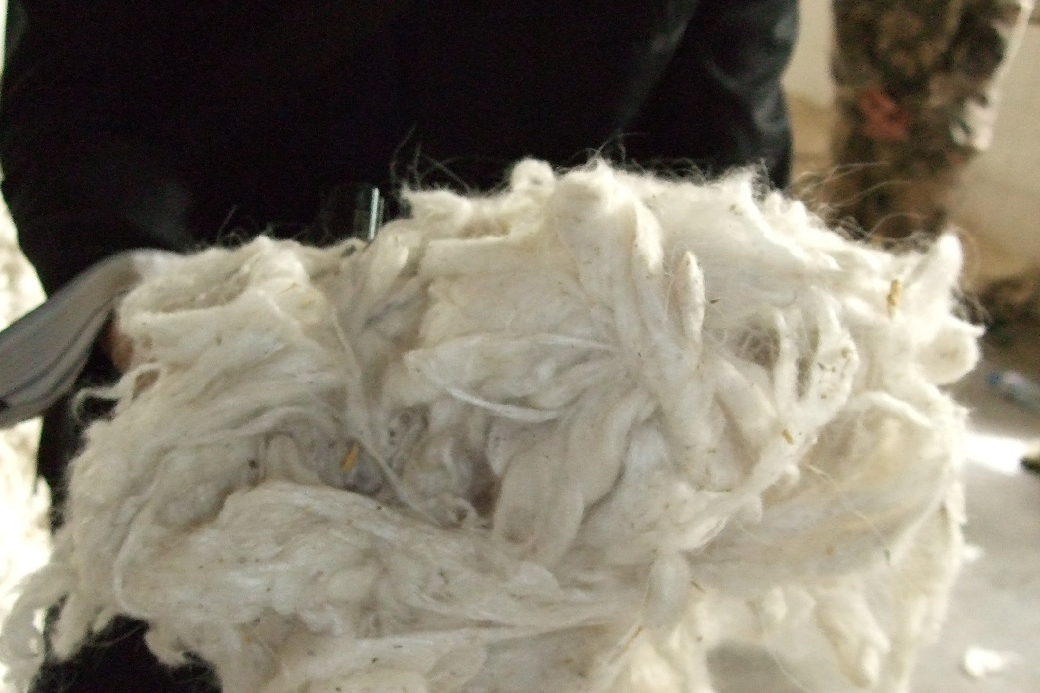 <!--㉟【洗毛(せんもう)】 褐色の濁り水から次第に真っ白いワタが-->Washing cashmere hair Brown muddy water gradually turns into pure white cotton.