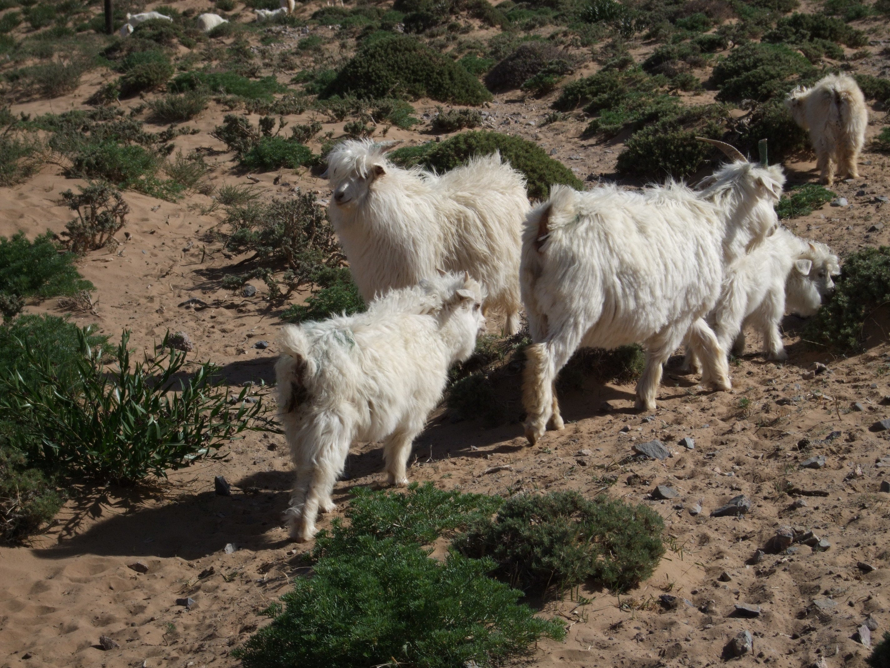 <!-- 世界最高峰のカシミヤを求めて、中国の秘境アラシャンへ -->Journey to the Homeland of Cashmere, Part 1: Exploring Alashan, China: In Search of the World's Finest Cashmere