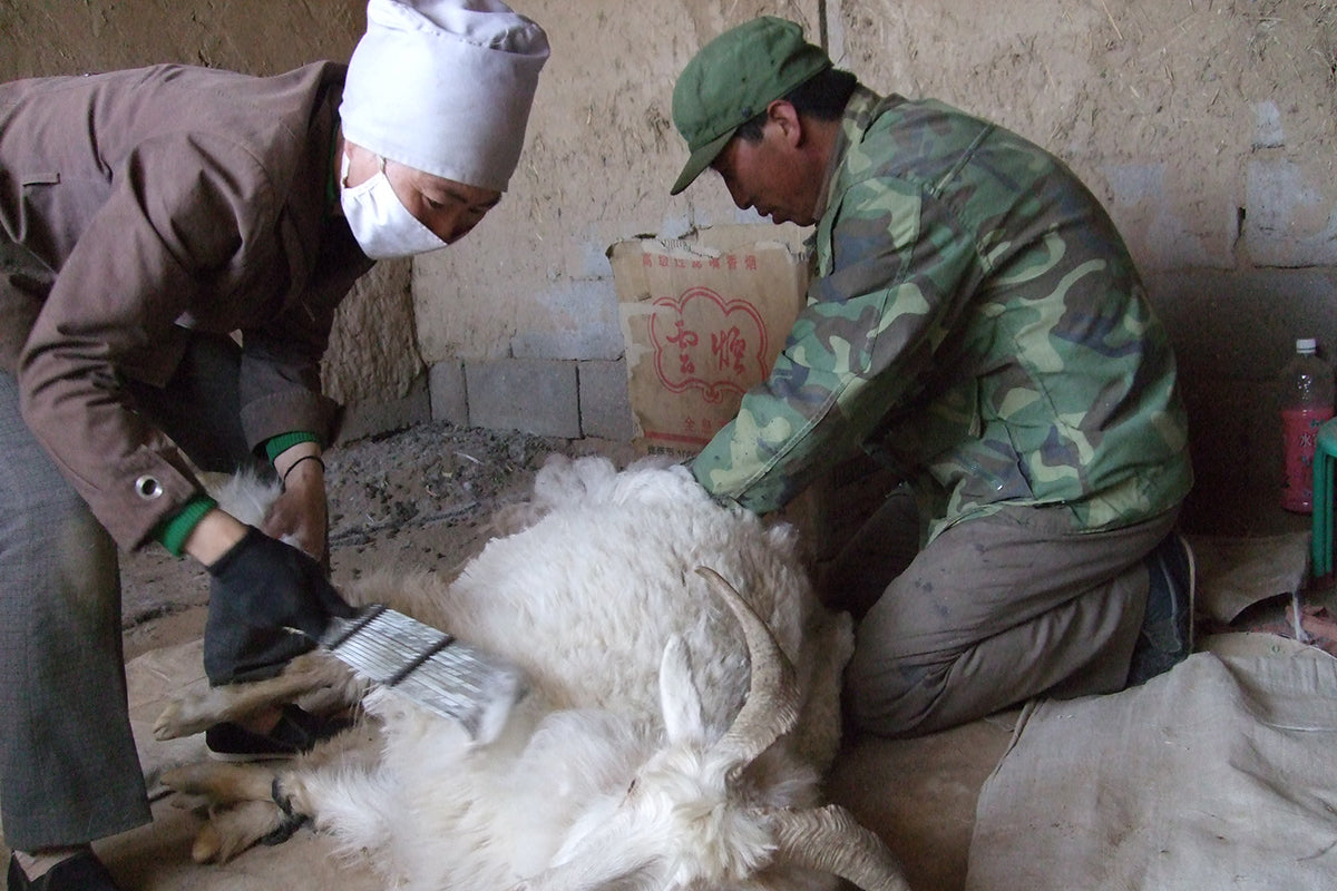 <!-- カシミヤが生まれるまで① 採毛 -->Creating Cashmere Fluffy① Harvesting Cashmere Goat Hair Relief and Inspiration: Witnessing the Harmonious Relationship Between Cashmere and Humans Firsthand